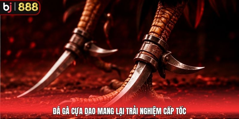Đá gà cựa dao mang lại trải nghiệm cấp tốc
