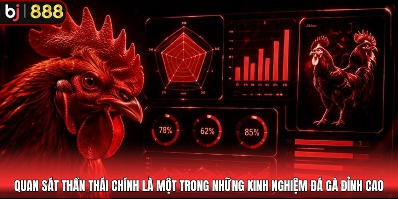 Quan sát thần thái chính là một trong những kinh nghiệm đá gà đỉnh cao