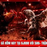 Trực Tiếp Đá Gà Hôm Nay Tại BJ888 Với 500+ Trận Đấu Nảy Lửa